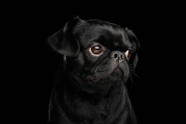 Portrait Petit Brabanson Dog Looking Side Isolated Black Background Profile — Stock Photo, Image