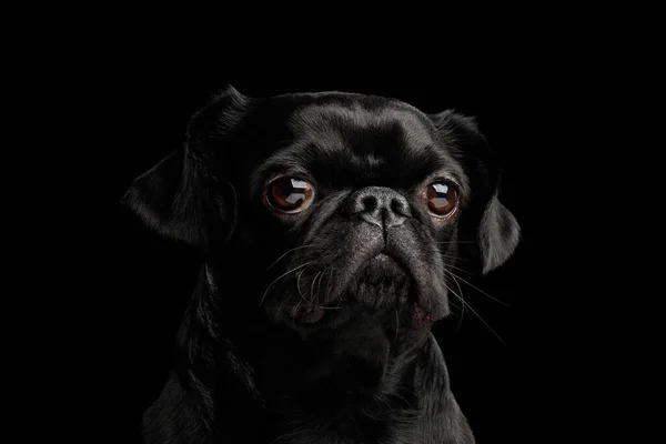 孤立した黒の背景にカメラのプチブラバンソン犬スターの肖像画 フロントビュー — ストック写真