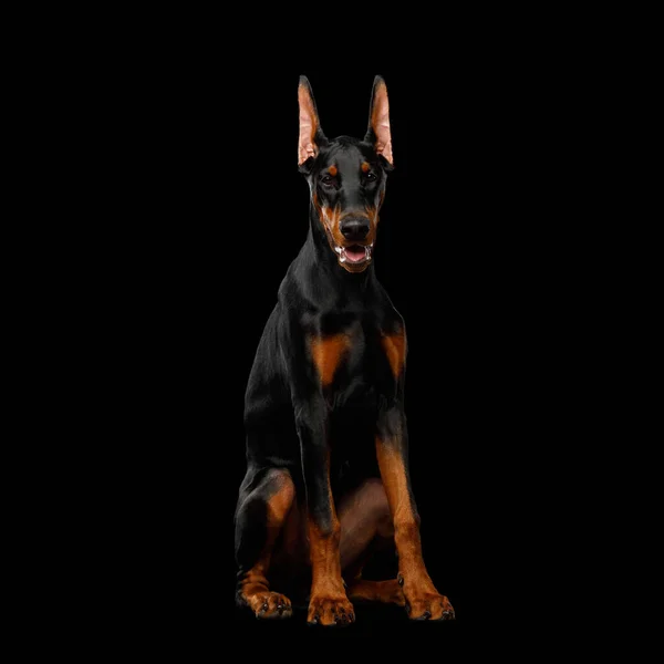 Doberman Dog Obidient Néz Kamerába Elszigetelt Fekete Háttér Elölnézet — Stock Fotó