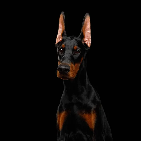 Retrato Grave Doberman Cão Raça Pura Espera Obidiente Fundo Preto — Fotografia de Stock