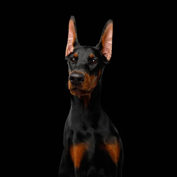 Serieuze Portret Van Doberman Rasechte Hond Obidient Wait Geïsoleerde Zwarte — Stockfoto