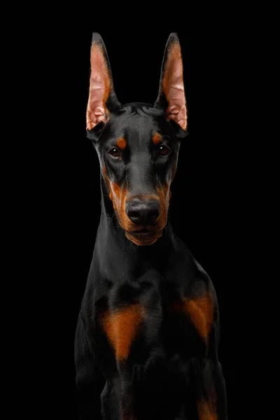 Портрет Добермана Собаки Решительно Глядя Камеру Изолированном Черном Фоне — стоковое фото