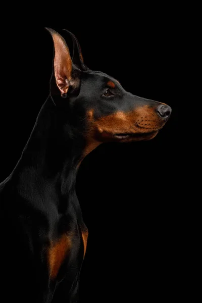 Retrato Doberman Cão Raça Pura Olhando Para Lado Fundo Preto — Fotografia de Stock