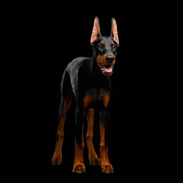 Doberman Dog Obidient Standing Looking Izolované Černé Pozadí Pohled Zepředu — Stock fotografie