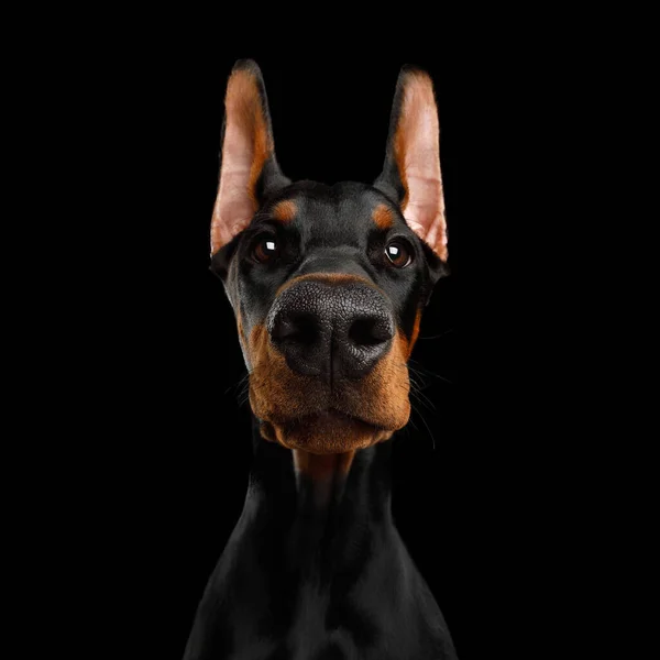 Close Vicces Portré Doberman Dog Nagy Orral Bámul Kamera Elszigetelt — Stock Fotó