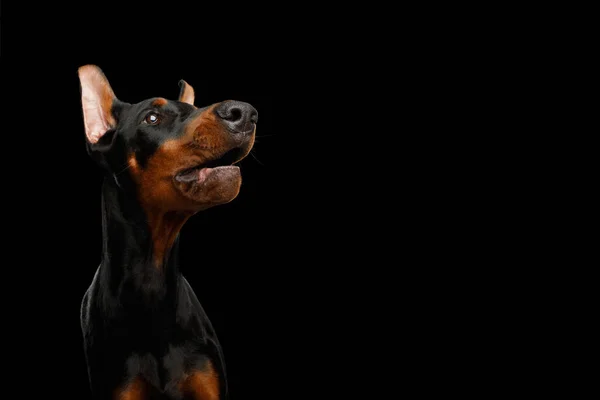 Retrato Engraçado Amazement Doberman Dog Olhar Para Cima Fundo Preto — Fotografia de Stock