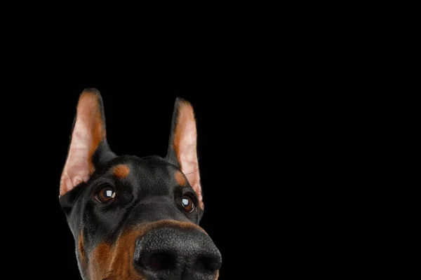 Grappig Portret Van Peeking Doberman Dog Geïsoleerde Zwarte Achtergrond — Stockfoto