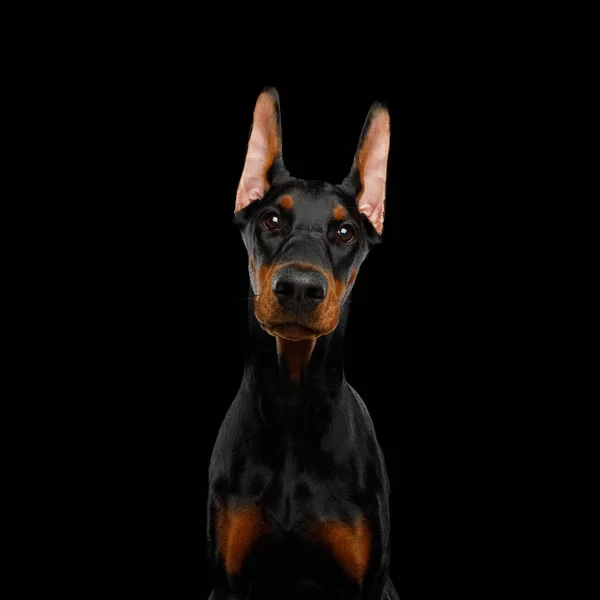 Aranyos Portré Doberman Dog Bámuló Elszigetelt Fekete Háttér — Stock Fotó
