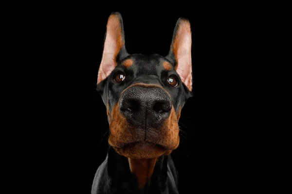 Closeup Retrato Doberman Dog Espreitando Câmera Fundo Preto Isolado — Fotografia de Stock