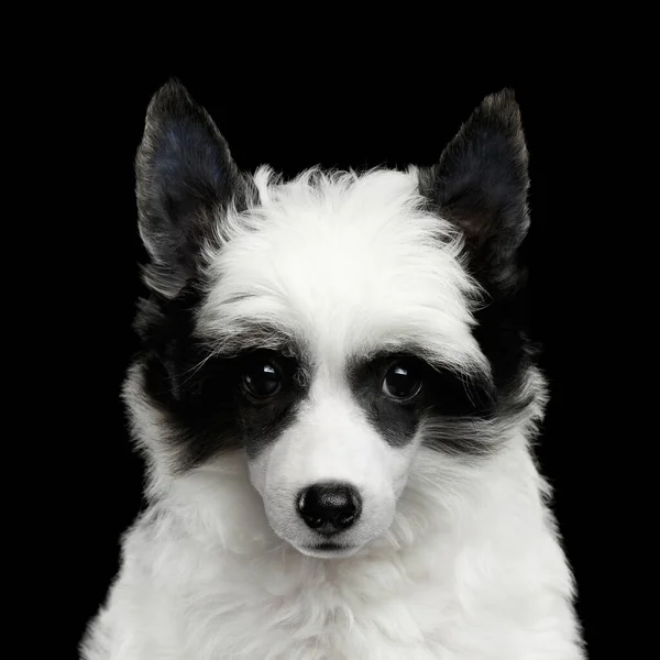 Retrato Cachorro Crestado Chino Con Funny Máscara Piel Negra Blanca —  Fotos de Stock