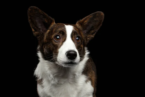 Retrato Cerca Brown Con Blanco Galés Corgi Cardigan Dog Cara —  Fotos de Stock