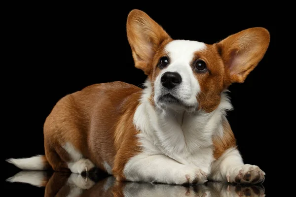 Red Welsh Corgi Cardigan Dog Feküdt Felnéz Elszigetelt Fekete Háttér — Stock Fotó