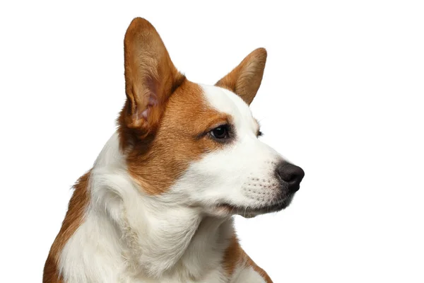 Close Portrait Red Welsh Corgi Cardigan Dog Con Cara Linda —  Fotos de Stock