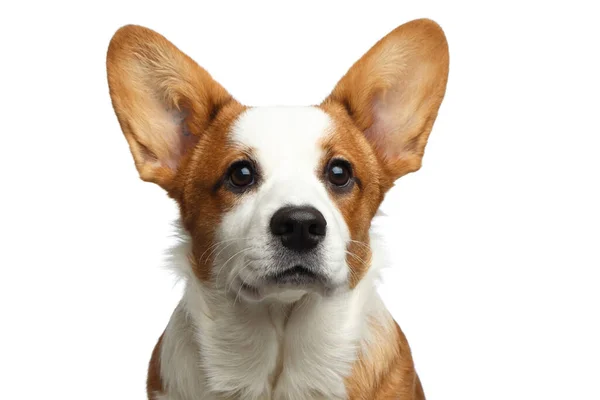 Närbild Porträtt Röd Walesisk Corgi Cardigan Dog Med Söt Ansikte — Stockfoto