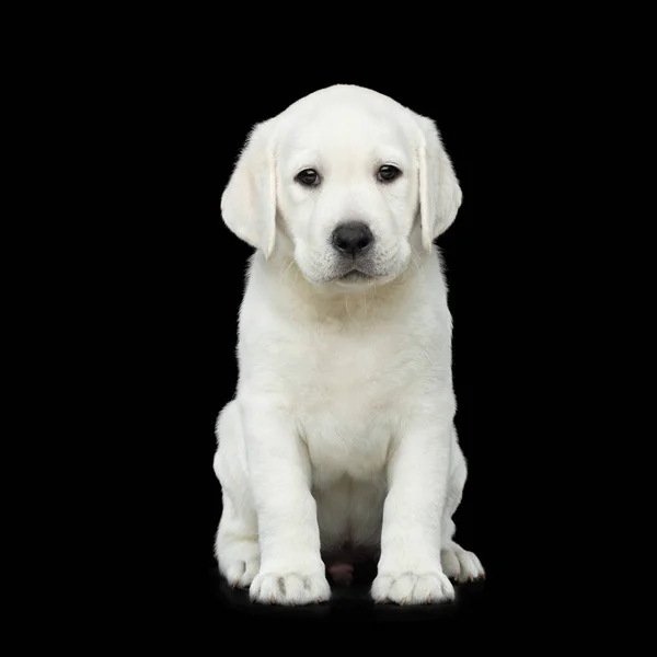 Lindo Cachorro Labrador Sentado Sobre Fondo Negro Aislado — Foto de Stock