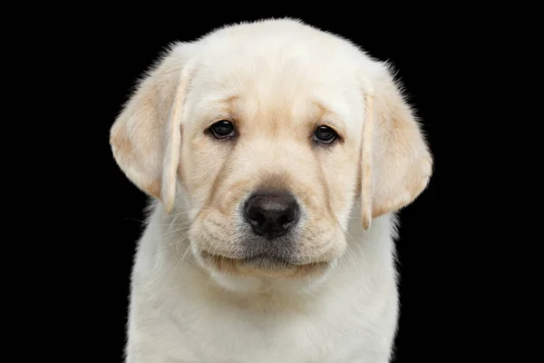 Retrato Cerca Labrador Cachorro Con Ojos Tristes Mirando Cámara Sobre — Foto de Stock