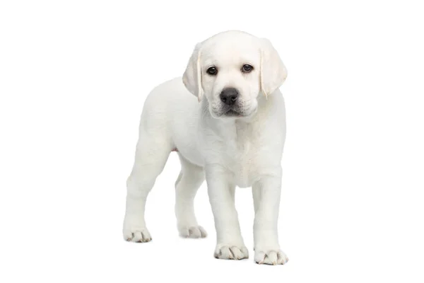 Pequeño Cachorro Labrador Pie Mirando Hacia Adelante Sobre Fondo Blanco — Foto de Stock