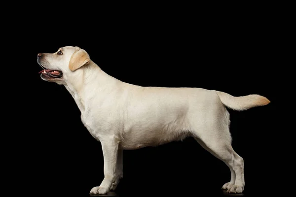 Hermoso Perro Labrador Retriever Beige Pie Frente Fondo Negro Aislado —  Fotos de Stock