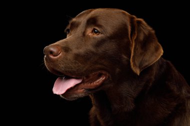 Brown Labrador Retriever köpeğinin şirin portresi izole edilmiş siyah arka plana bakıyor, profil görünümü