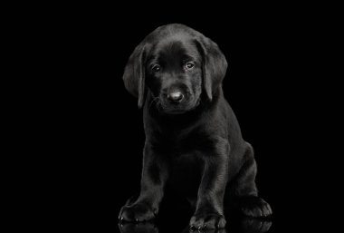 Tatlı Labrador Retriever köpek yavrusu siyah arka planda izole edilmiş kamerada oturuyor ve üzgün görünüyor.