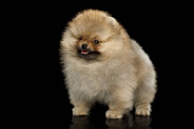 Siyah izole edilmiş arka planda duran Pomeranya minyatür köpek yavrusu.