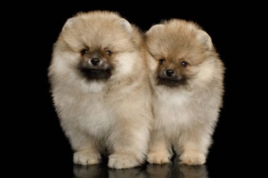 Siyah izole edilmiş arka planda duran iki Pomeranya minyatür Spitz yavrusu.