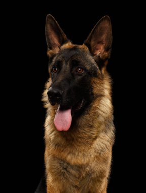 Siyah Arkaplanda Alman Çoban 'ın Yakın Çekim Portresi