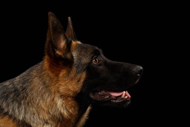 Kara Arkaplan Hakkında Profilde Alman Çoban Köpeği