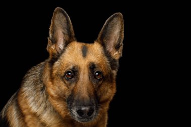 Alman Çoban Köpeğinin İzole edilmiş Siyah Arkaplana Bakışının Yakın Çekim Portresi