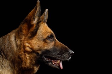 Alman Çoban Köpeğinin İzole edilmiş Siyah Arkaplan Görünümündeki Yakın Çekim Portresi