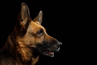 Alman Çoban Köpeğinin İzole edilmiş Siyah Arkaplan Görünümündeki Yakın Çekim Portresi