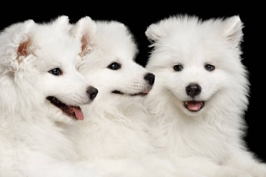 Üç komik beyaz Samoyed Yavrusu 'nu kapatın. Siyah arka planda yalnız bir şekilde yatıyorlar.