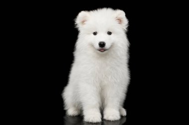 Sevimli Beyaz Samoyed Puppy Siyah arka planda tek başına oturuyor.