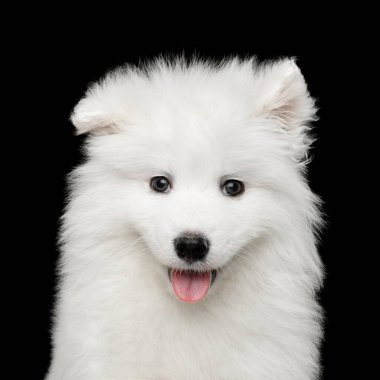 Siyah arka planda izole edilmiş Komik Beyaz Samoyed Puppy portresi