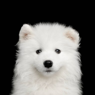 Kürklü Beyaz Samoyed Puppy 'nin portresi Siyah arka planda izole edilmiş.