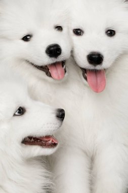 Üç Beyaz Samoylu Köpeğin Yakın Çekim Yüzleri Siyah arka planda, ön planda izole edilmiş.