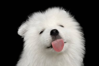 Şirin Beyaz Samoyed Puppy Yalama Ekranı, Siyah arka planda izole edilmiş dili gösteriyor, ön manzara