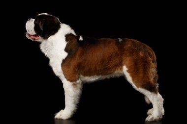 Büyük Saint Bernard Köpeği İzole edilmiş Siyah Arkaplan 'da duruyor.