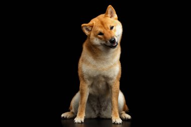 Shiba inu Dog, oturuyor ve sorguluyor gibi görünüyor, izole edilmiş siyah arka plan, ön görüş.