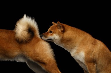 İki Shiba inu köpeğinin çiftleşmesi, kuyruğunun altını koklaması, izole edilmiş siyah arka plan, kenar görüş.