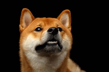 Shiba Inu Dog 'un portresi, sorgulanıyor.