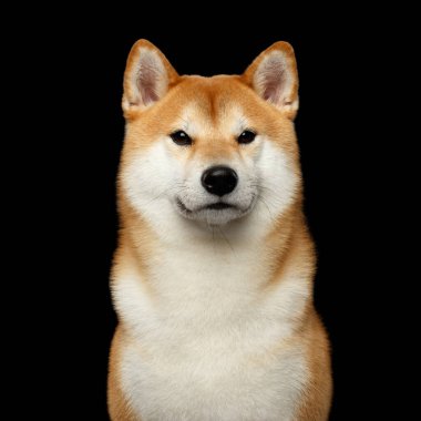 Brutal Shiba inu Dog 'un portresi İzole edilmiş Siyah Arkaplan, Ön Görüş