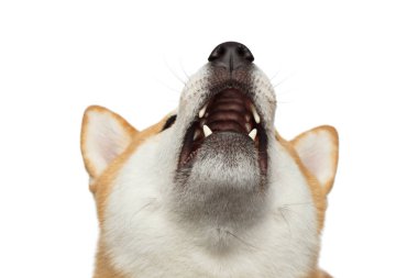 Uluyan Shiba inu Köpek İzole edilmiş Beyaz Arkaplan, Ön Görüş