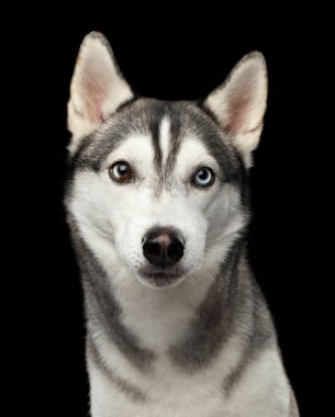Sibirya Husky Köpeğinin portresi. İzole edilmiş Kara Arka plan, ön manzara kamerasına bakıyor.