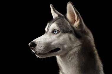 İzole edilmiş Siyah Arkaplanda Mavi Gözlü Sibirya Husky Köpeğinin Portresi, Profil Görünümü