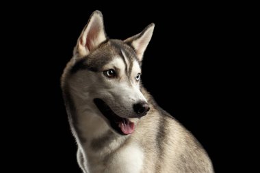 Mavi gözlü Sibirya Husky Köpeğinin portresi tecrit edilmiş Kara Arkaplan, Profil Görünümü 'ne geri döndü