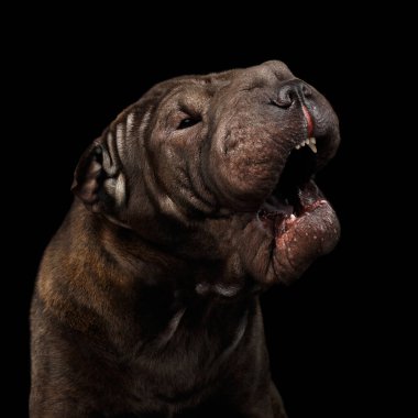 Barking Sharpei Dog 'un yakın plan portresi, ısırmak istiyor, izole edilmiş siyah arka plan, ön görüş