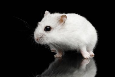 Meraklı Beyaz Hamster, Siyah Arkaplanda Yansımayla Tek Başına Oturuyor
