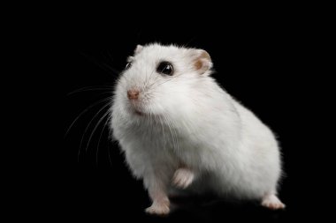 Meraklı Beyaz Hamster, Siyah Arkaplanda Yansımayla Tek Başına Oturuyor