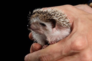 İnsan eli ve Küçük Kirpi Kara Arkaplanda izole edilmiş.